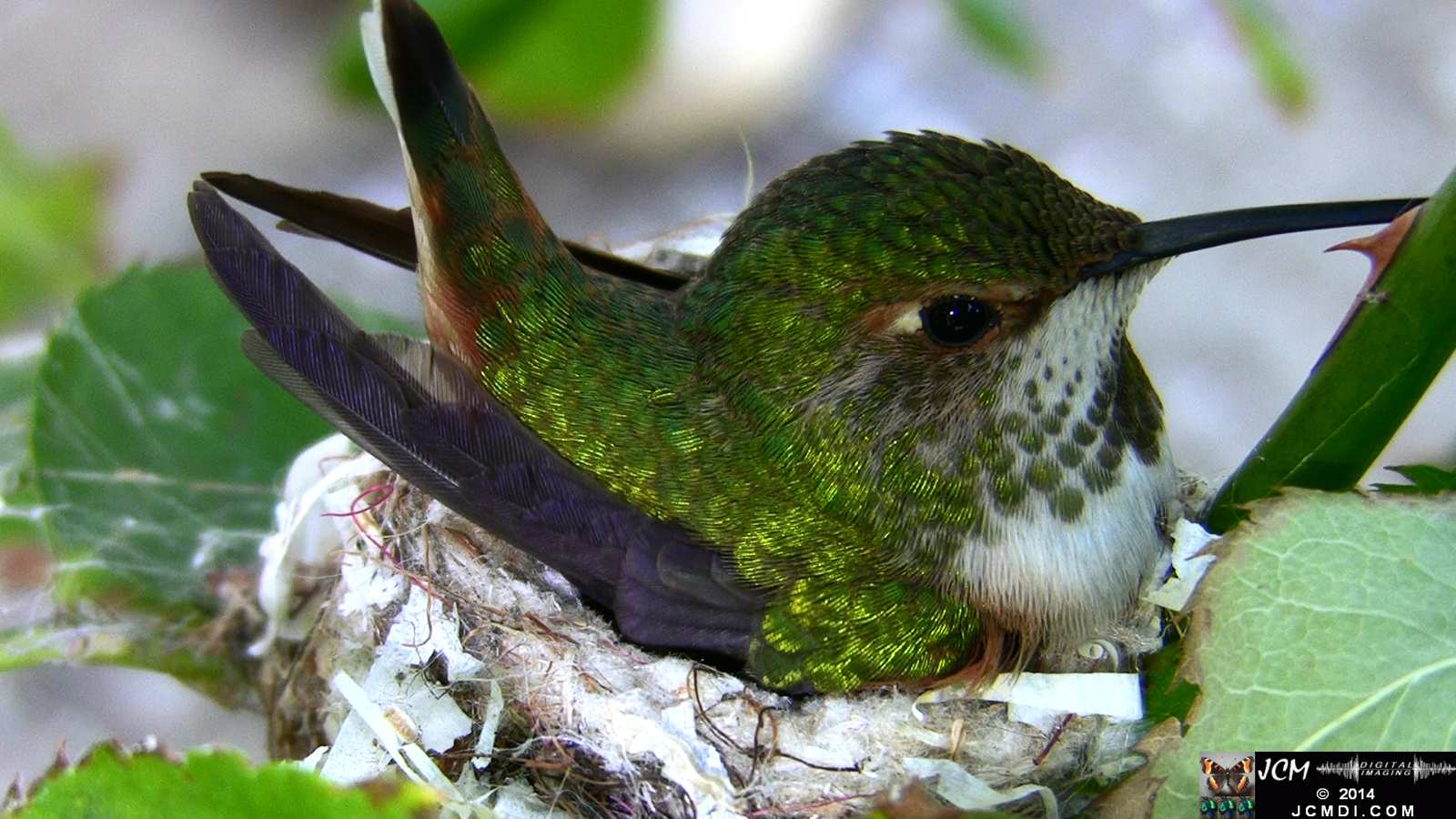 Allens Hummingbird super zoom hen on nest